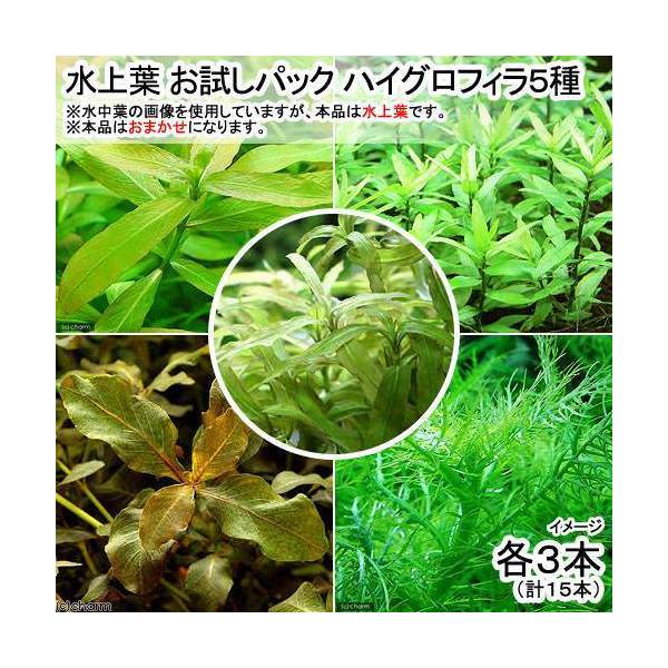 （水草）水上葉　お試しパック　ハイグロ5種　各3本（無農薬）（計15本）（1パック分）