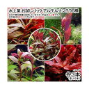 (水草)水上葉 お試しパック アルテルナンテラ5種 各3本(無農薬)(計15本)(1パック分)
