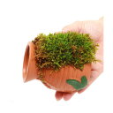 (観葉植物)苔 テラ向け タコツボ ハイゴケ付き(1個)