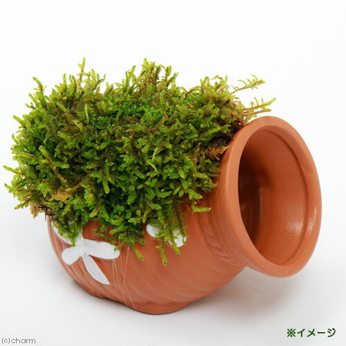 �ʥƥ�ꥦ����ݡ��ƥ�����������ĥܡ������ϥ������դ���1�ġ�