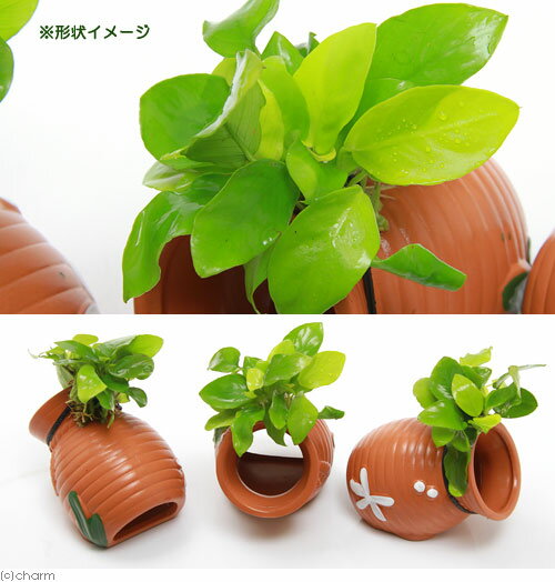 (水草)タコツボ小 アヌビアスナナ ゴールデン...の紹介画像2