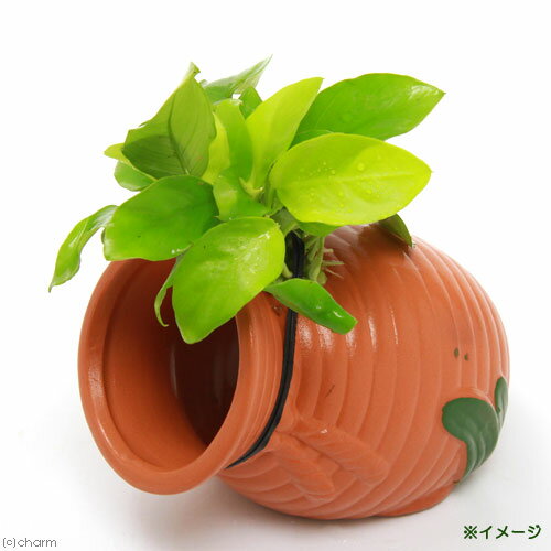 (水草)タコツボ小 アヌビアスナナ ゴールデン...の紹介画像3