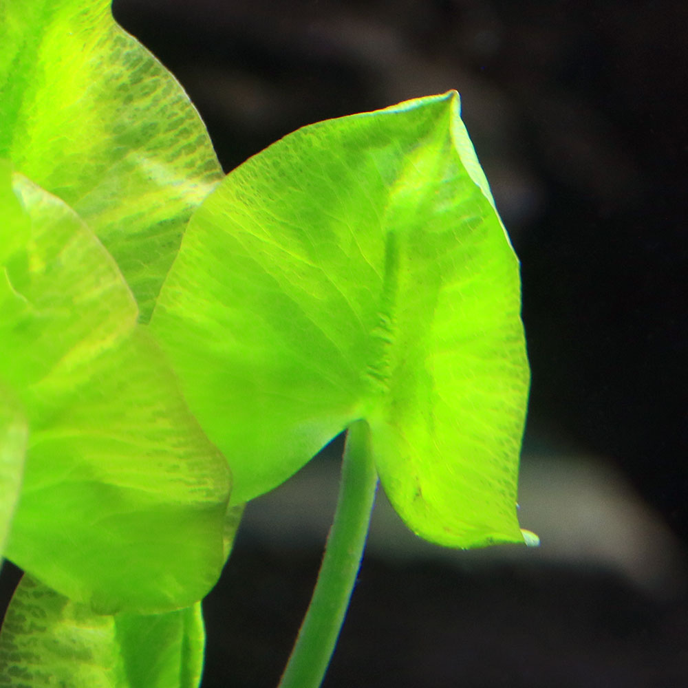 �ʿ���˥��������ҥᥳ���ۥ͡�����3��10cm�ʿ���աˡ�̵�����ˡ�1����