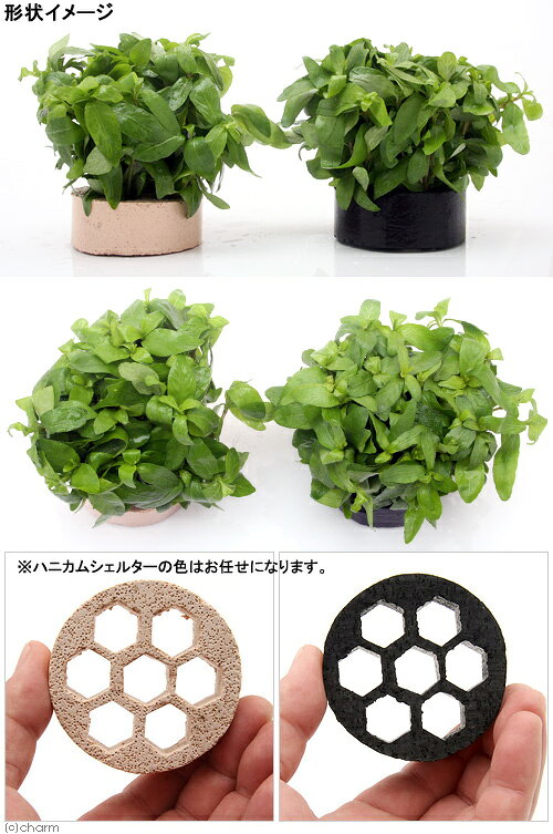 charm 楽天市場店の（水草）ハニカムシェルター　ハイグロフィラ　ポリスペルマ（水上葉）（無農薬）（1個）｜アングル2