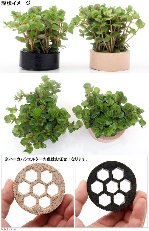 �ʿ���˥ϥ˥��ॷ���륿���������顡���ȥ�ǥ��ե��ꥢ�ʿ���աˡ�̵�����ˡ�1�ġ�