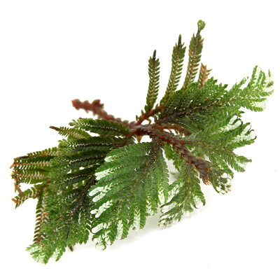 セラギネラ 植物図鑑 セラギネラ 植物図鑑