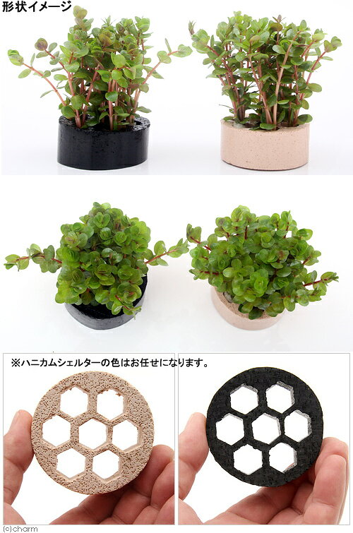 charm 楽天市場店の（水草）ハニカムシェルター　ロタラ　インディカ（水上葉）（無農薬）（1個）｜アングル2