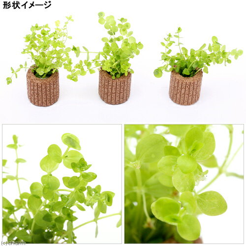 （水草）ライフマルチ（茶）パールグラスミックス（水上葉）（無農薬）（1個）