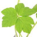 (山野草)山菜 アシタバ(明日葉) 3号(3ポット) 家庭菜園
