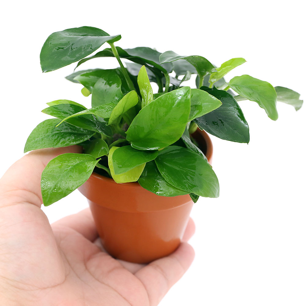 �ʿ�����ǾƤ�ȭ�����̥ӥ������ʥʡ�������ǥ�ʿ���աˡ�1�ġ�