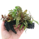 (水草)おまかせ水草 流木付 紅葉ミックス Sサイズ(水上葉)(無農薬)(1本)(約15cm)