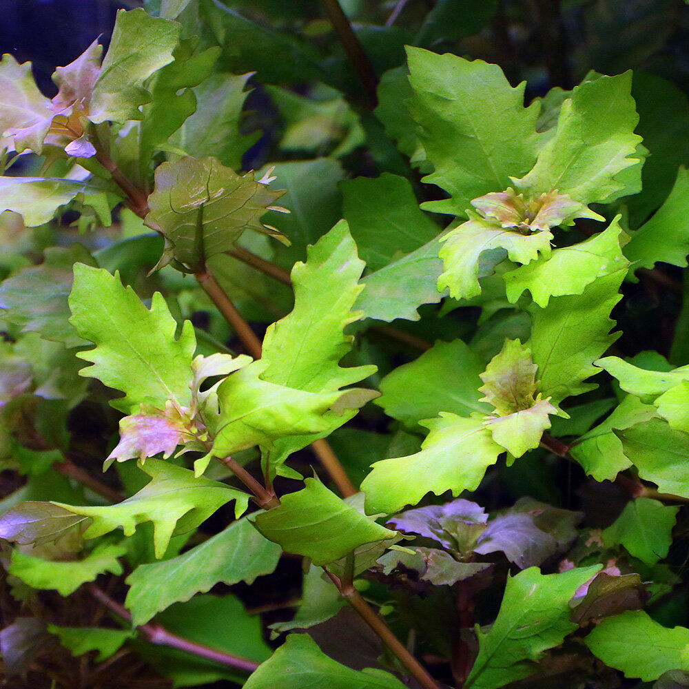 �ʿ���˥ϥ������ե��顡�ȥ�ե���ʿ���աˡ�̵�����ˡ�10�ܡ�