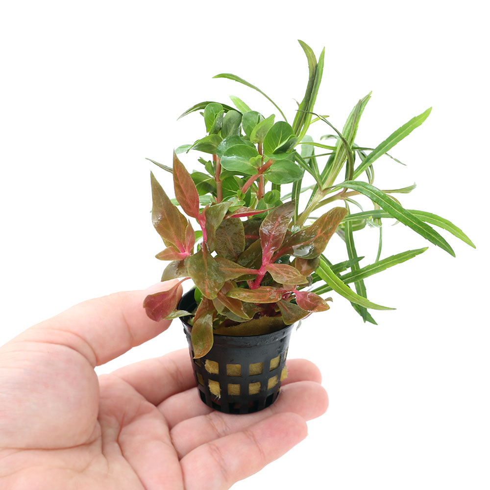 （水草）小ポット　おまかせ寄せ植えミックス（水上葉）（無農薬）（1ポット）