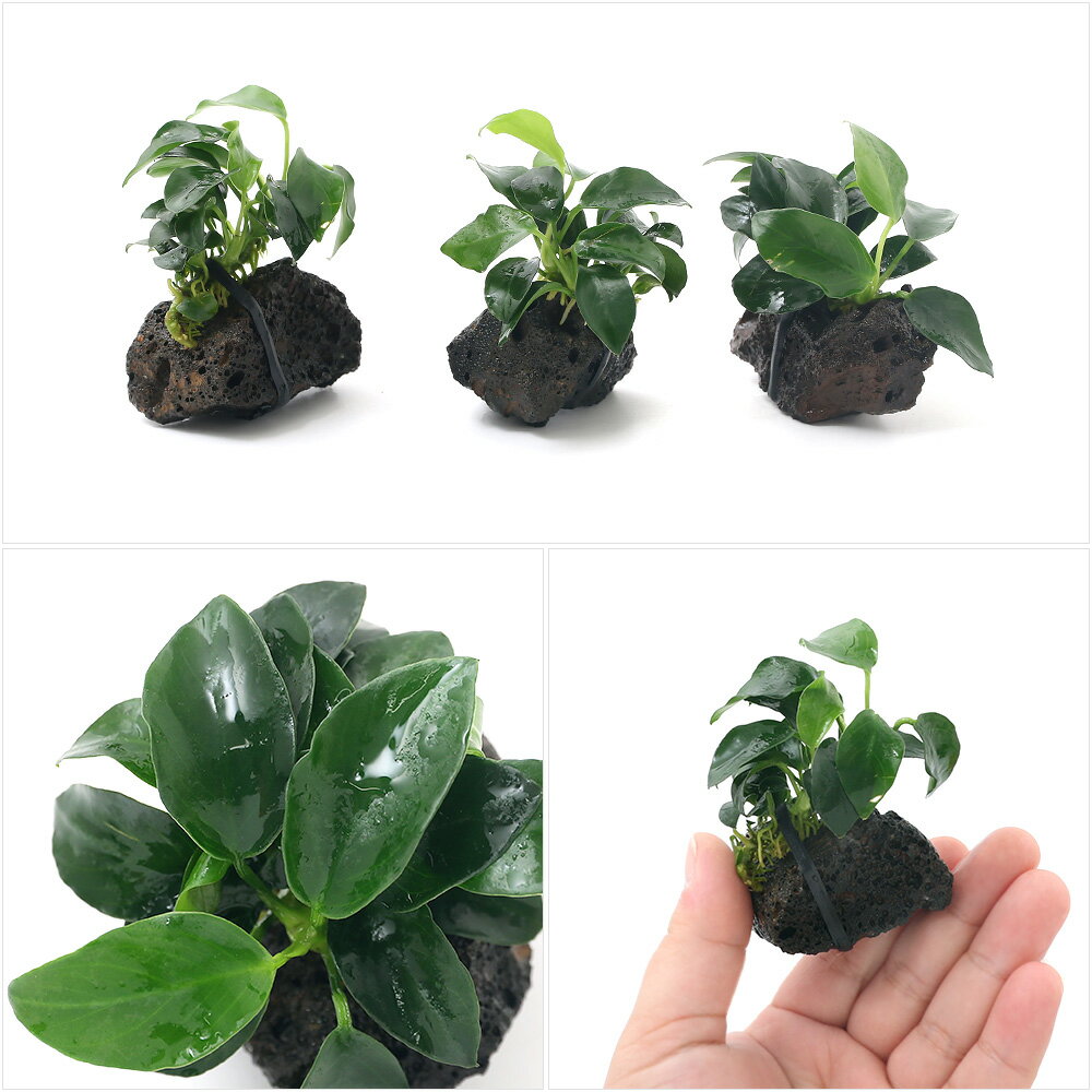 �ʿ���˥��̥ӥ����ʥʡ��ץ����ϴ��о�γ�ʿ���աˡ�1�ġ�