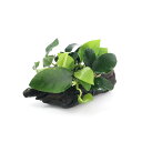 (水草)アヌビアス3種付き(ナナ・ゴールデン・プチ) 流木 SSサイズ(約10cm)(水上葉)(1本)