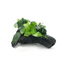 (水草)アヌビアス3種付き(ナナ・ゴールデン・プチ) 流木 Sサイズ(約15cm)(水上葉)(1本)