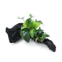 (水草)アヌビアス3種付き(ナナ・ゴールデン・プチ) 流木 Mサイズ(約20cm)(水上葉)(1本)