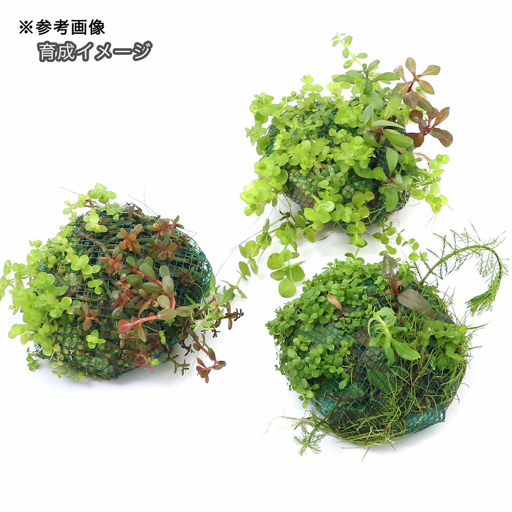 �ʿ���˴������ơ����硡����եߥå�����1�ġ�