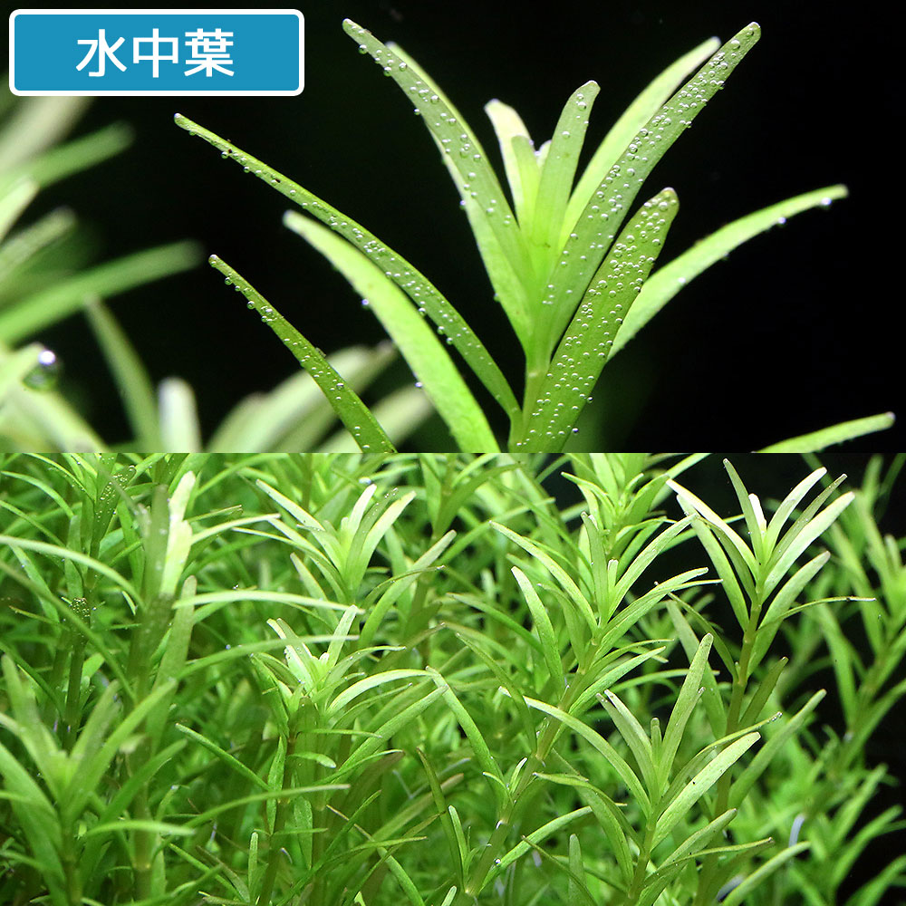 （水草）ロタラsp．ニーラギリ（水上葉）（無農薬）（10本）