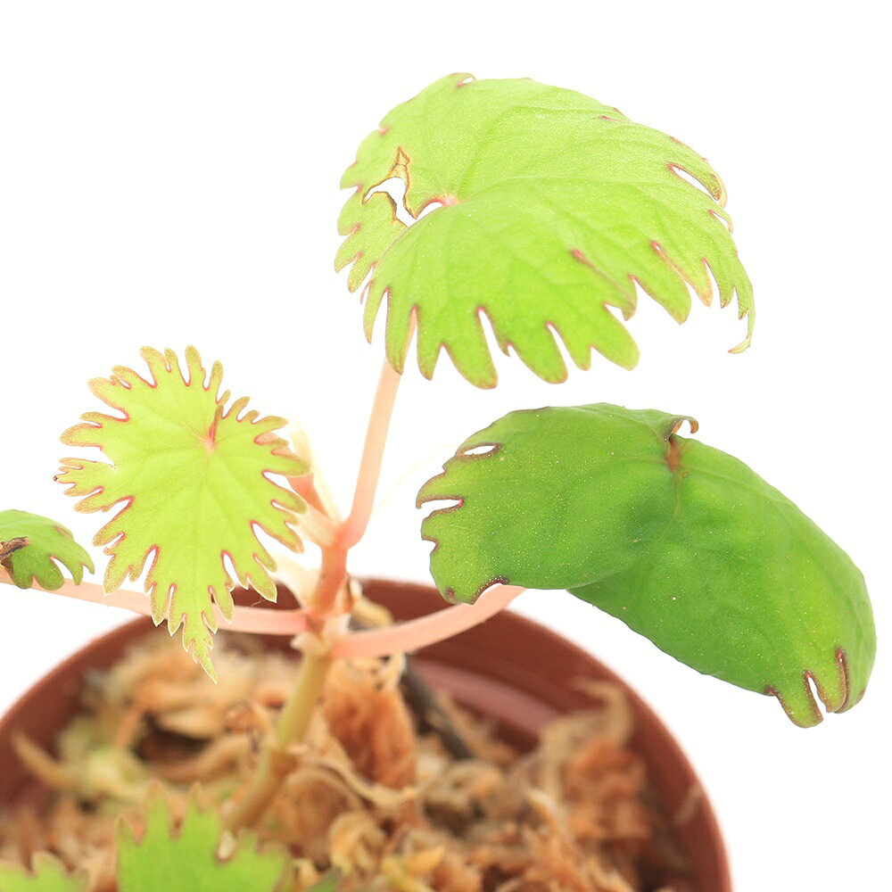 �ʥƥ�ꥦ��˥٥��˥����ꥢ�ꥣ��1�ݥåȡ˸���٥��˥����̳�ƻ���彣�Ҷ������ݲ�