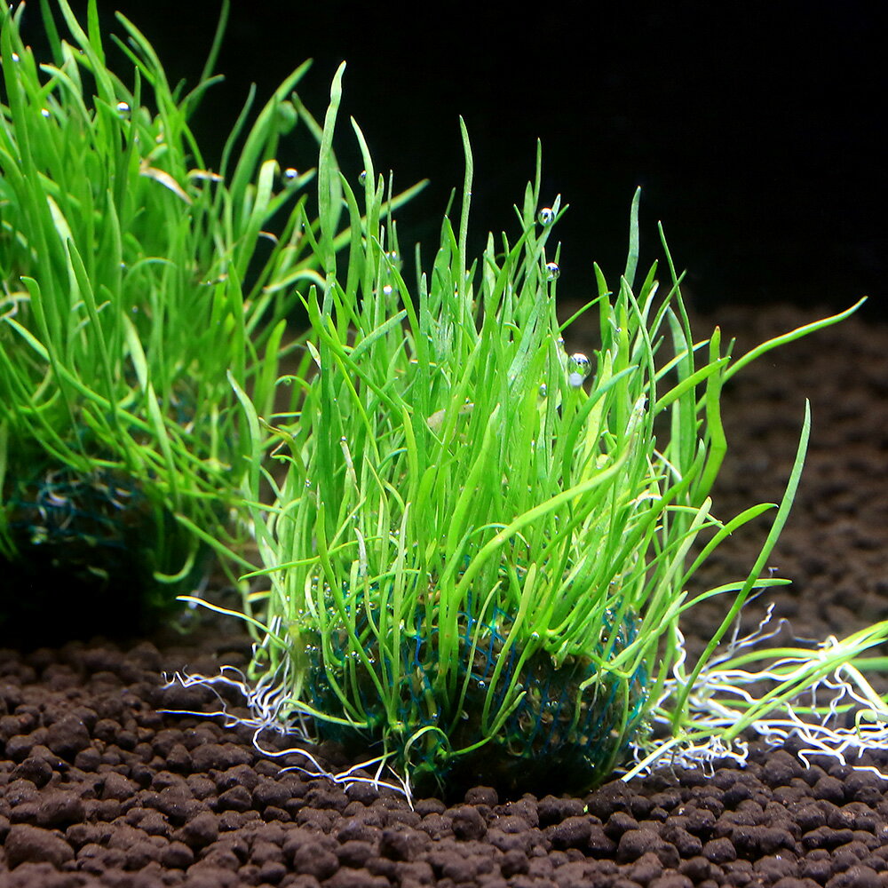 （水草）巻きたて　コブラグラスモーリシャス　ボール（水上葉）（無農薬）（1個） 2