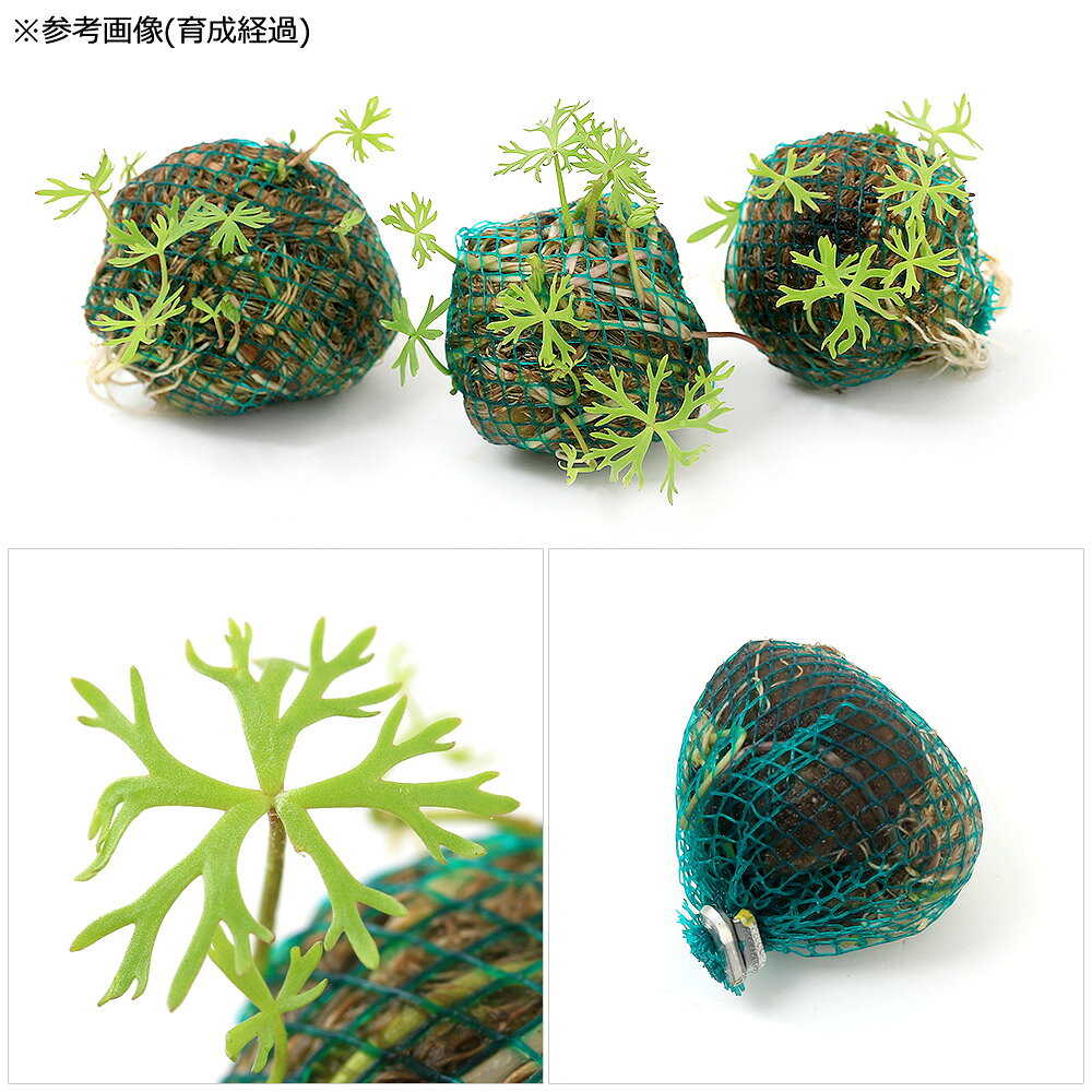 charm 楽天市場店の（水草）巻きたて　ラヌンクルス　イヌンダタス　ボール（水上葉）（無農薬）（3個）｜アングル2