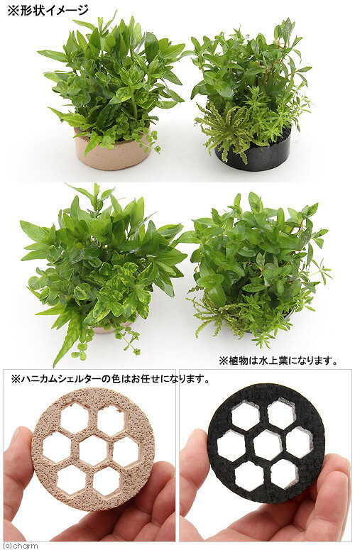 （水草）ハニカムシェルター　前・中・後景草寄せ植えミックス（水上葉）（無農薬...