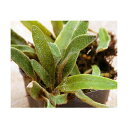 トキワシノブ 石化 の育て方 山野草を育てる トキワシノブ 石化 の育て方 山野草を育てる