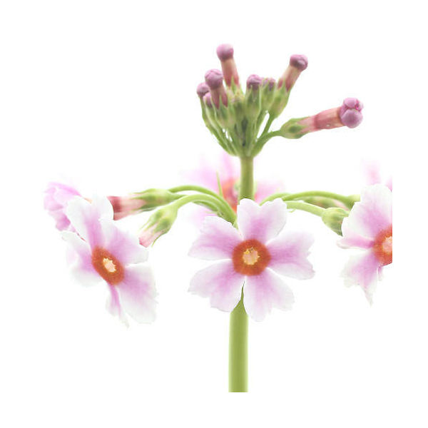 ʻ˥󥽥ʶ˲ֿޤ33ݥåȥåȡ