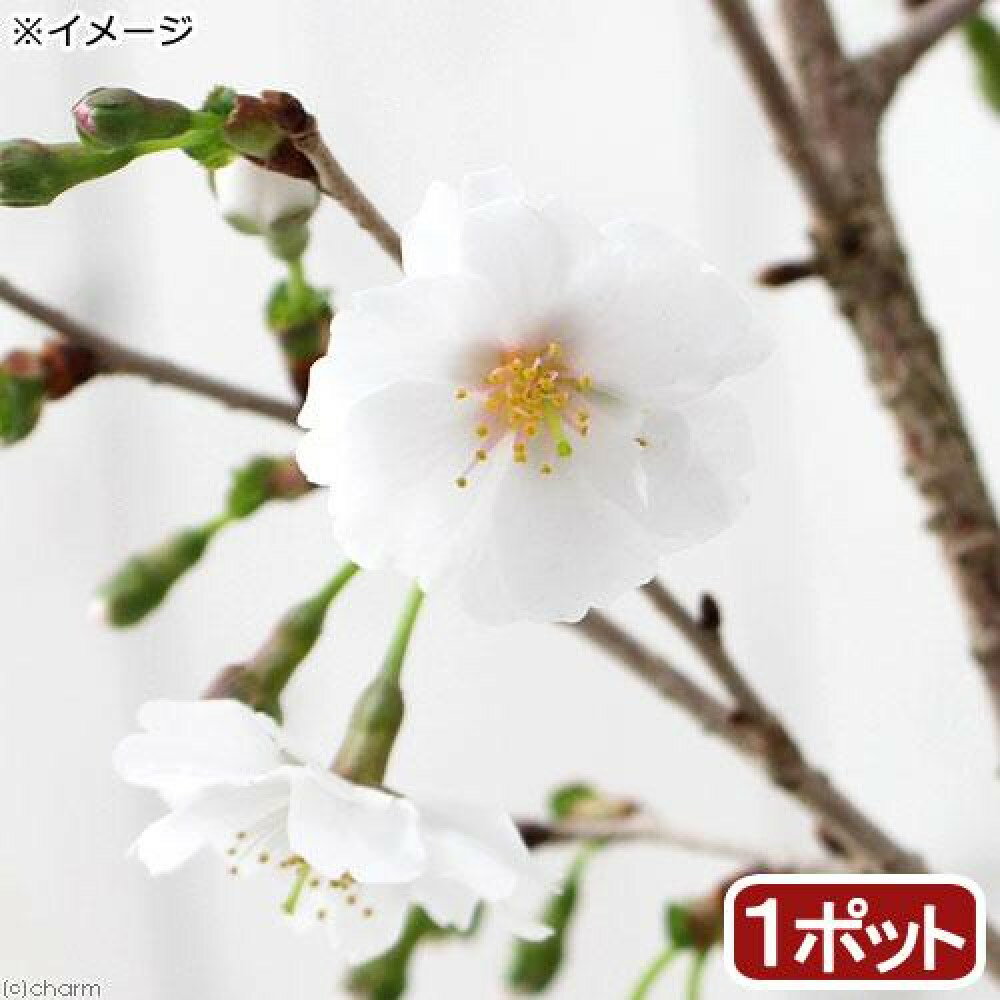 山野草 盆栽 サクラ 桜 富士桜 3号 樹高10～20cm前後 1ポット分 【HLS_DU】