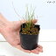 (ビオトープ)水辺植物 オレンジワタスゲ(1ポット分) 湿生植物 (休眠株)