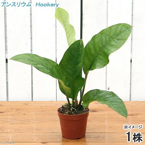 アンスリウム （観葉植物）アンスリウム　フーケリー　Hookery　4～5号（1鉢）【HLS_DU】