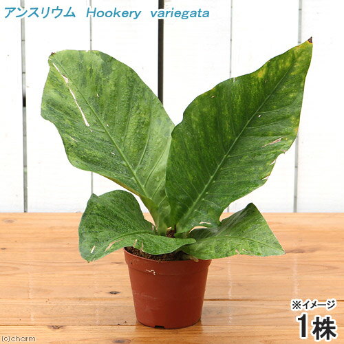 アンスリウム （観葉植物）アンスリウム　フーケリー　バリエガータ　Hookery　variegata　4号（1鉢）【HLS_DU】