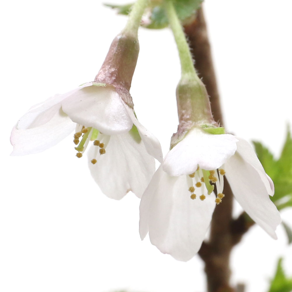 （山野草）盆栽　サクラ（桜）湖上の舞（コジョウノマイ）雲竜富