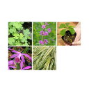 (山野草)初めての山野草 品種おまかせ(入門種)(1ポット)