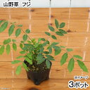 (山野草)盆栽 フジ(山藤・藤) 3号(3ポットセット)