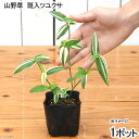 (山野草)斑入りツユクサ 3号(1ポット)