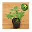 (ビオトープ)水辺植物 キツネノボタン 3号(1ポット) 湿生植物 (休眠株)