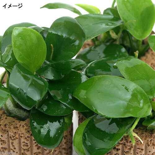 charm 楽天市場店の（水草）★組織培養★　ライフマルチ（茶）アヌビアスナナ（無農薬）（5個）｜アングル2