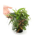 （水草）ハニカムシェルター　寄せ植えミックス（水上葉）大型水槽向け（無農薬）（1個）