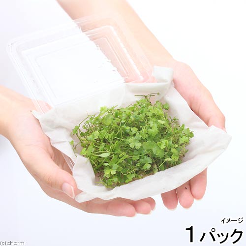 （水草）前景草ミックスシート（水上葉）（無農薬）（1パック）