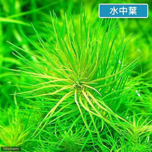 （水草）ポゴステモン　デカネンシス（水上葉）（無農薬）（10本）