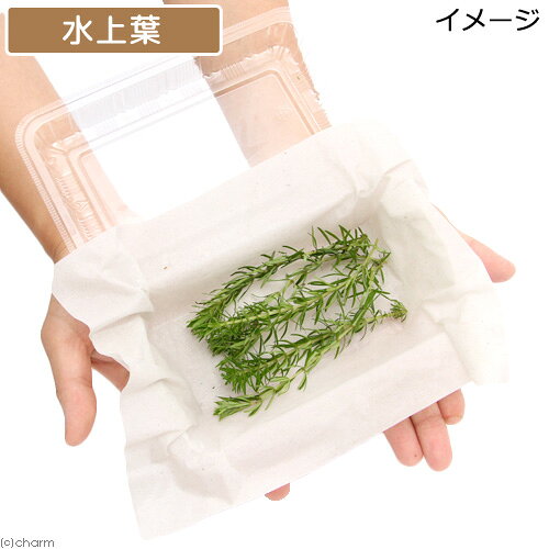 （水草）ポゴステモン　デカネンシス（水上葉）（無農薬）（10本）