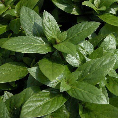 （水草）ストロギネ　レペンス（水上葉）（無農薬）（16本）