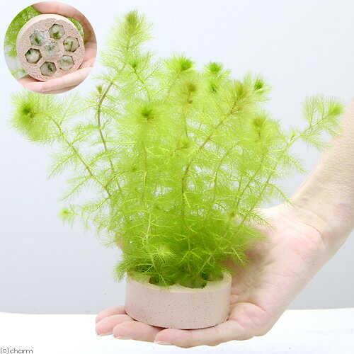 �ʿ���˥��������������ϥ˥��ॷ���륿�������ȥꥯ��ꥢ�������쥢�ʥΥ��̥���ˡ�̵�����ˡ�1�ġ�