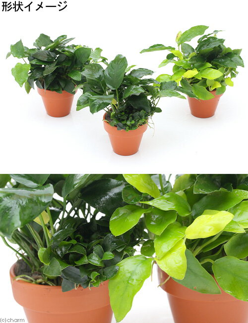 �ʿ�����ǾƤ�ȭ���󤻿����ߥå�����Ver���������̥ӥ������ߥå�����1�ġ�