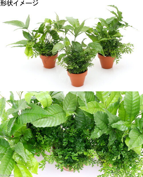 �ʥƥ�ꥦ����ǾƤ�ȭ��2��󤻿�����Ver���ƥ�ꥦ��ʿ���աˡ�1�ġˡ��̳�ƻ���彣�Ҷ������ݲ�