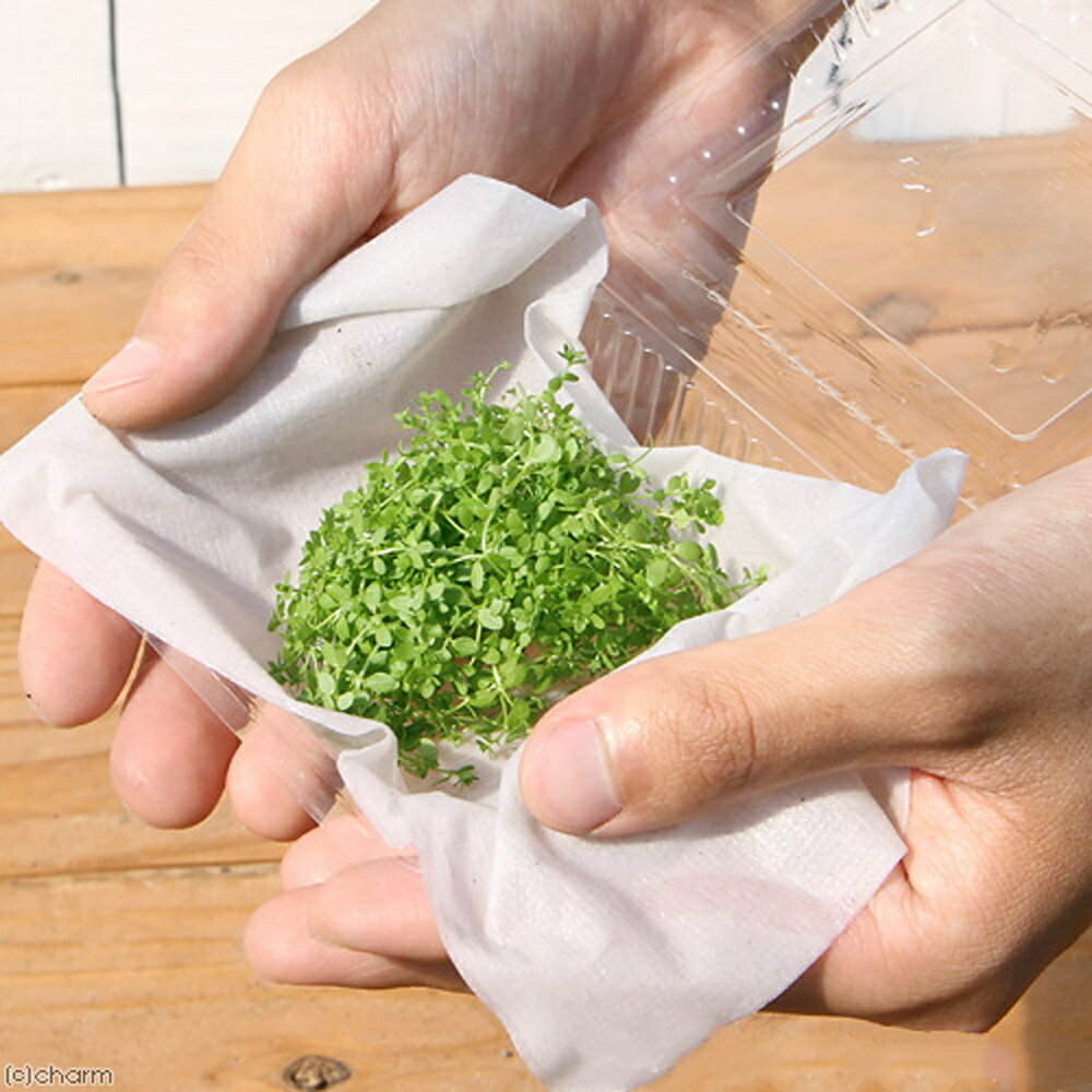 （水草）南米産ミズハコベ（水上葉）（無農薬）（1パック分）