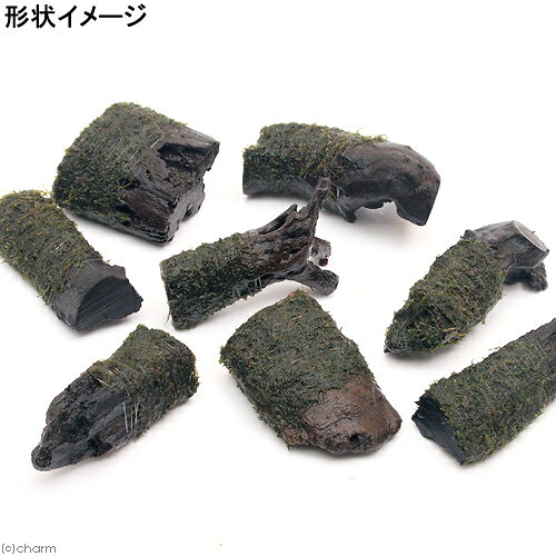 （水草）巻きたて　ウィローモス　流木　ミニサイズ（8cm以下）（水中葉）（無農薬...