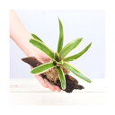 (観葉植物)テラリウム向け ネオレゲリア 流木付 小(約15cm)(1本) ブロメリア